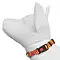 Tappi Сириус амуниция ошейник из стропы для собак, оранжевая #3